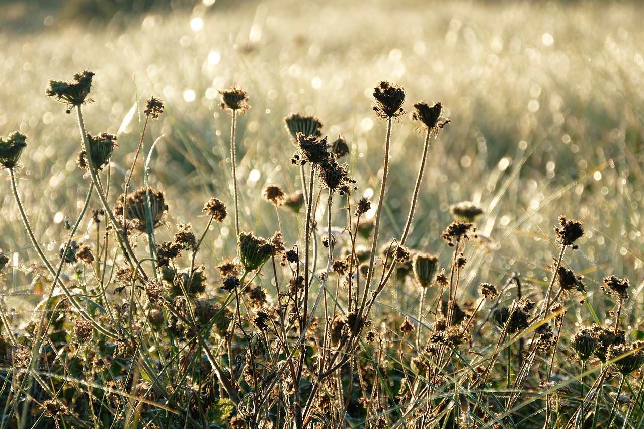 plants contre jour nature free photo