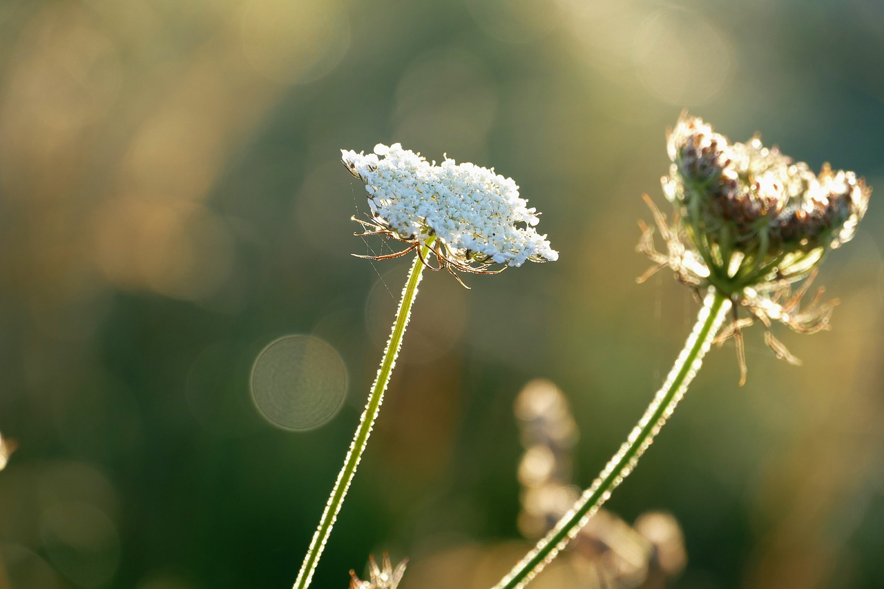 plants contre jour nature free photo