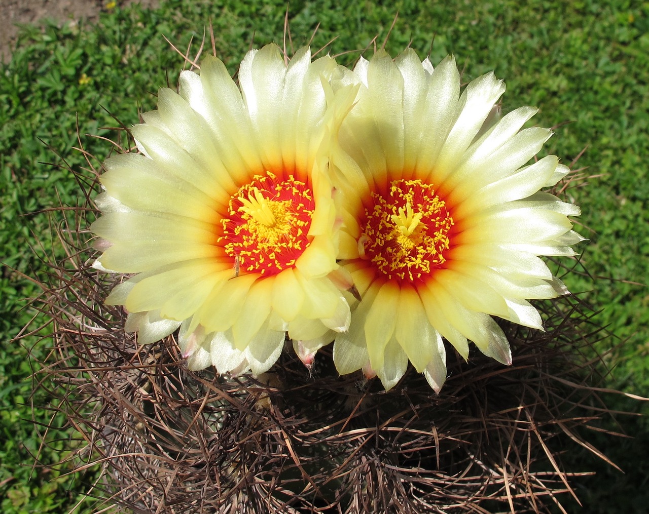 plants cacti astrophytum senile free photo