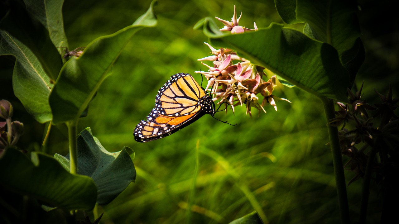 plants butterfly insect free photo