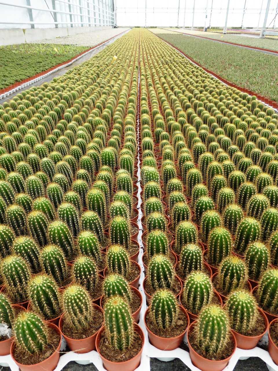 plants cactus spines free photo