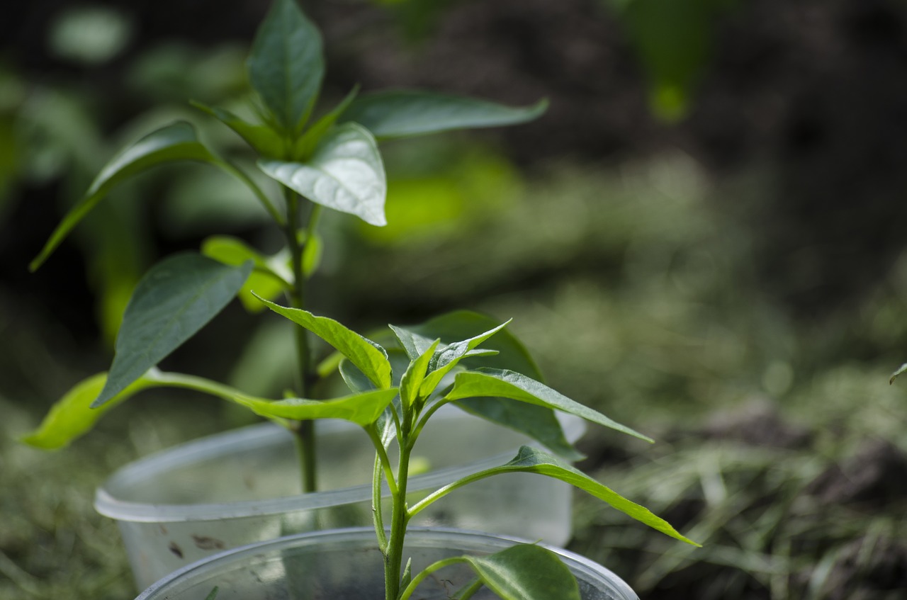 plants green nature free photo