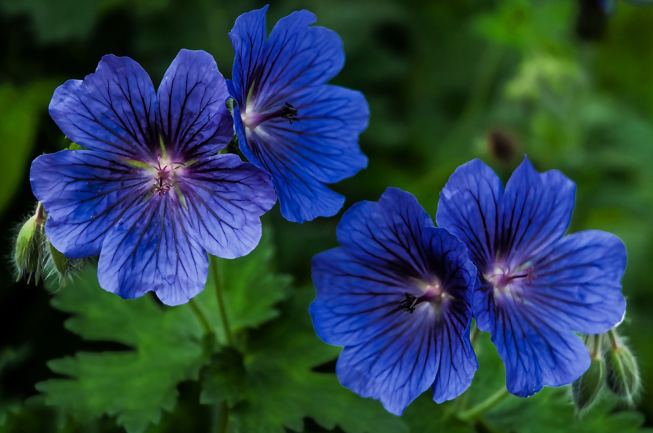 plants geranium blue free photo