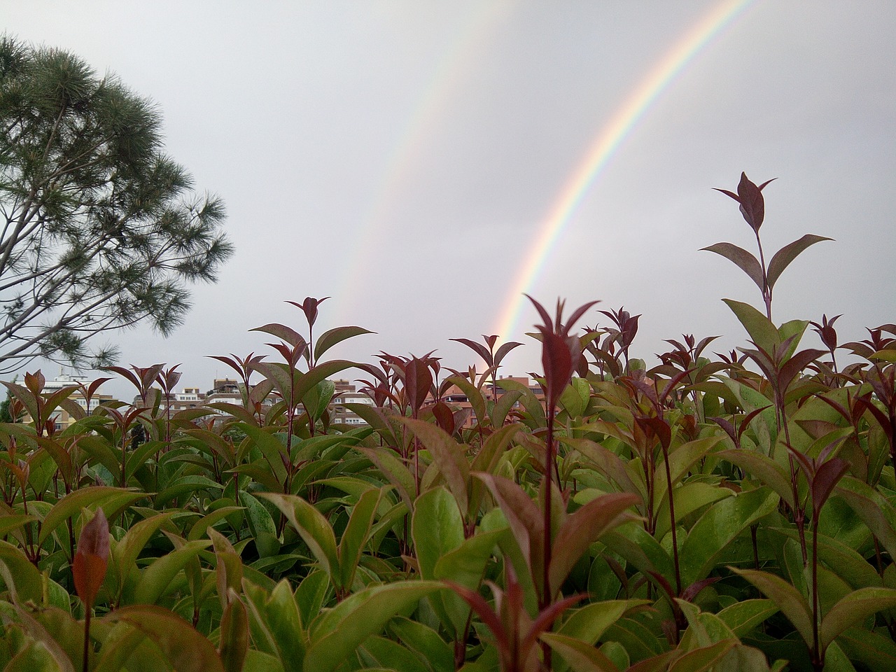 plants rainbow sky free photo