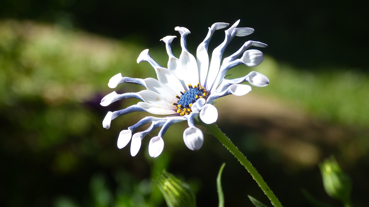 plants flowers garden free photo