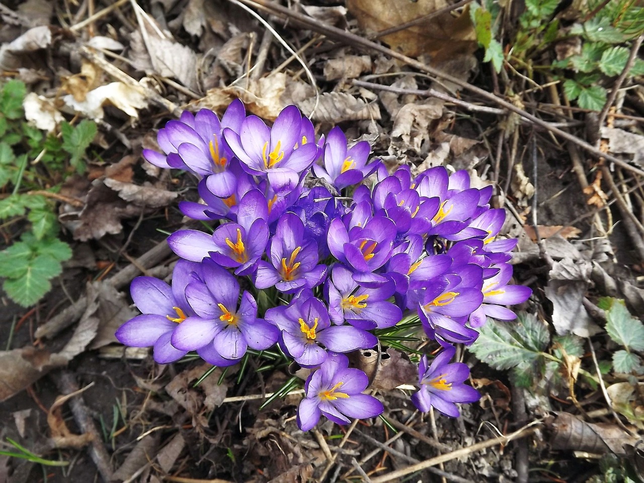 plants flowers crocus free photo