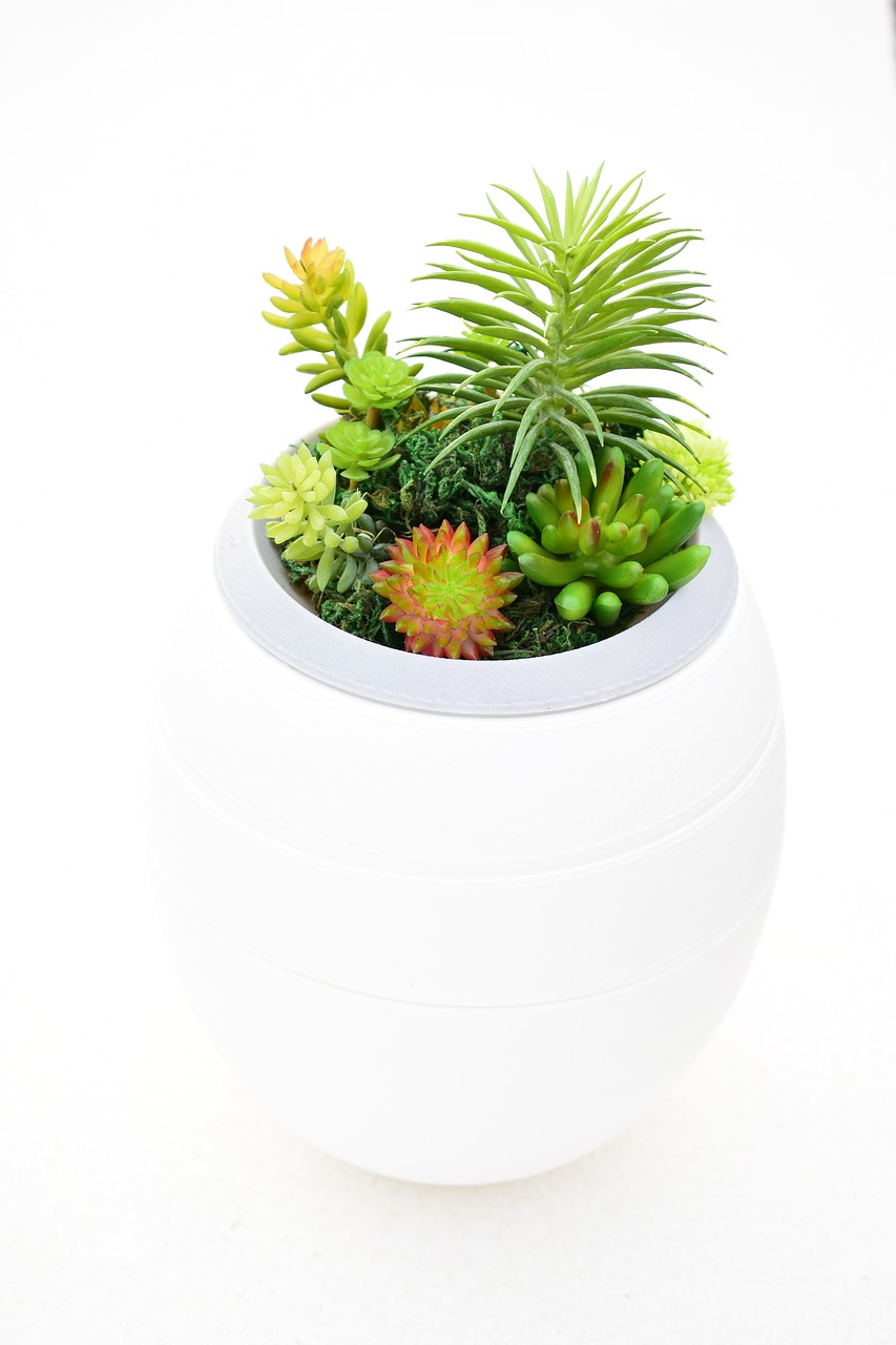 plants urns funeral home ecology free photo