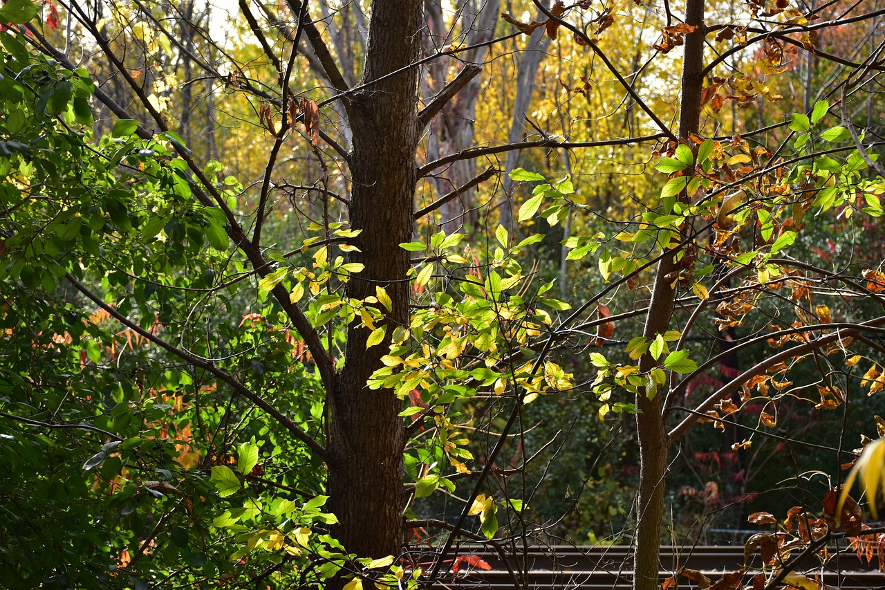 plants trees leaves free photo