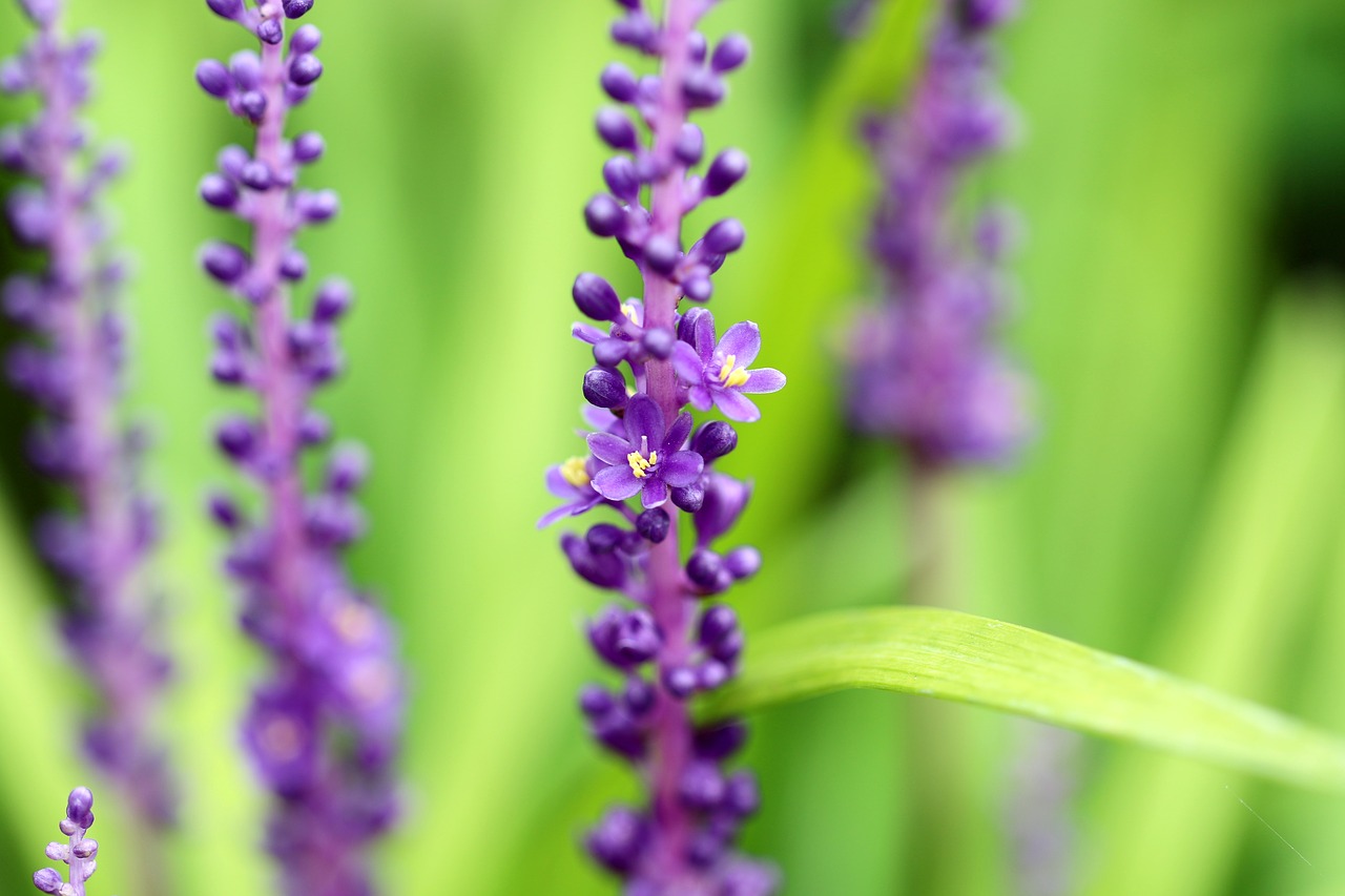 plants nature forest free photo