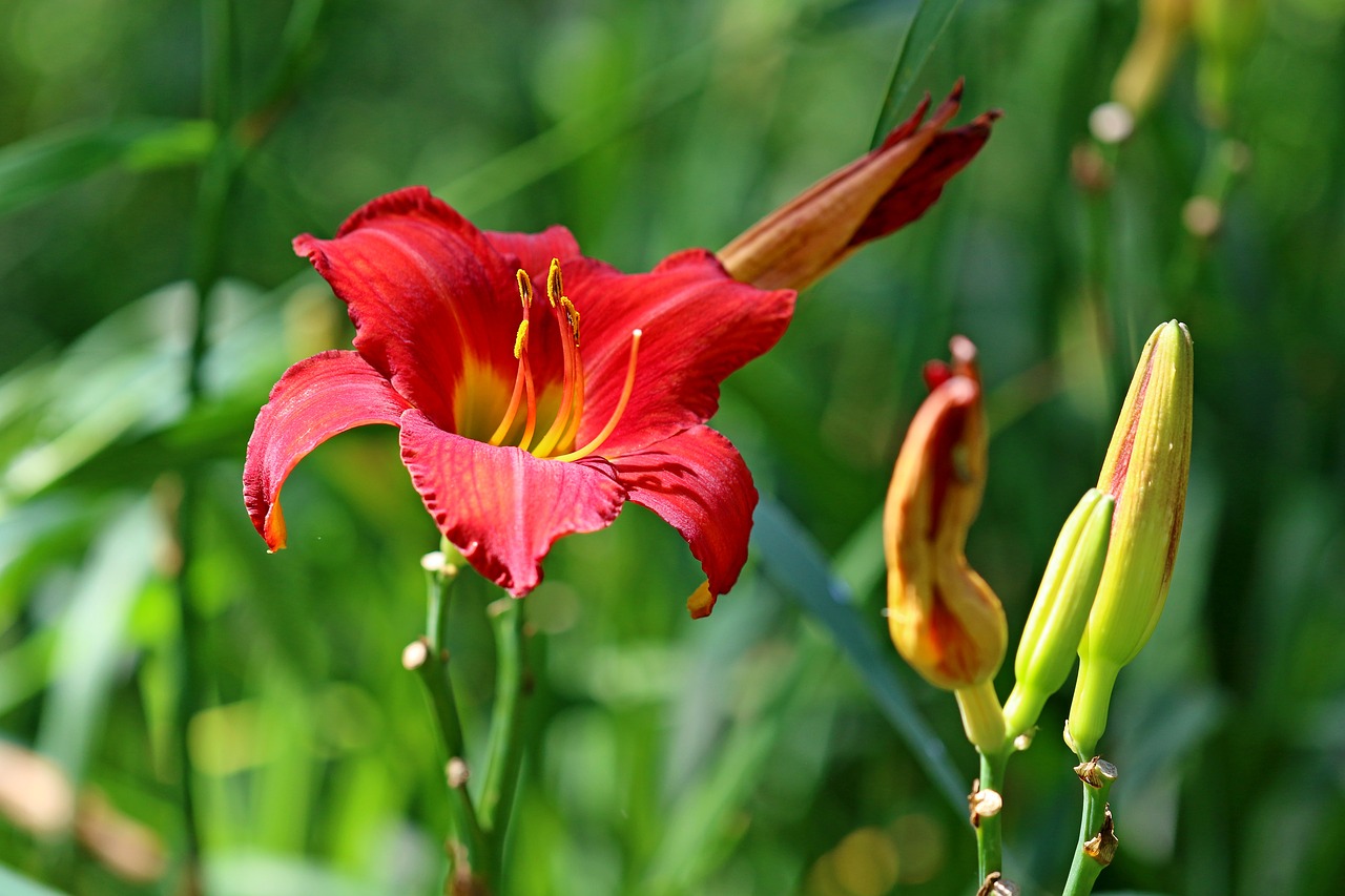 plants nature forest free photo