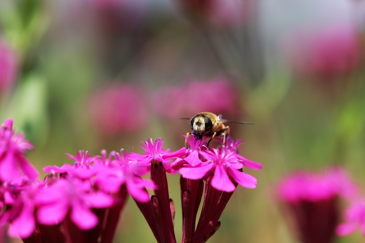 plants blossom pink flower free photo