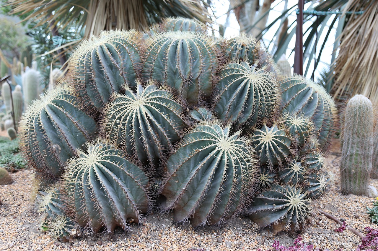 plants nature cactus free photo