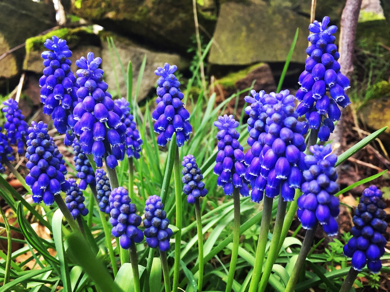 plants flowers bluebells free photo