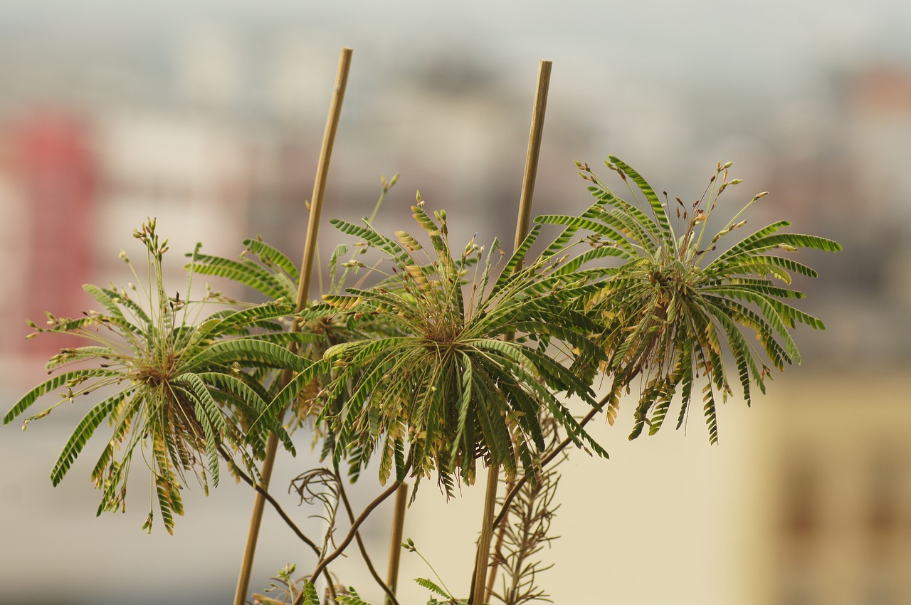 plants nature garden free photo