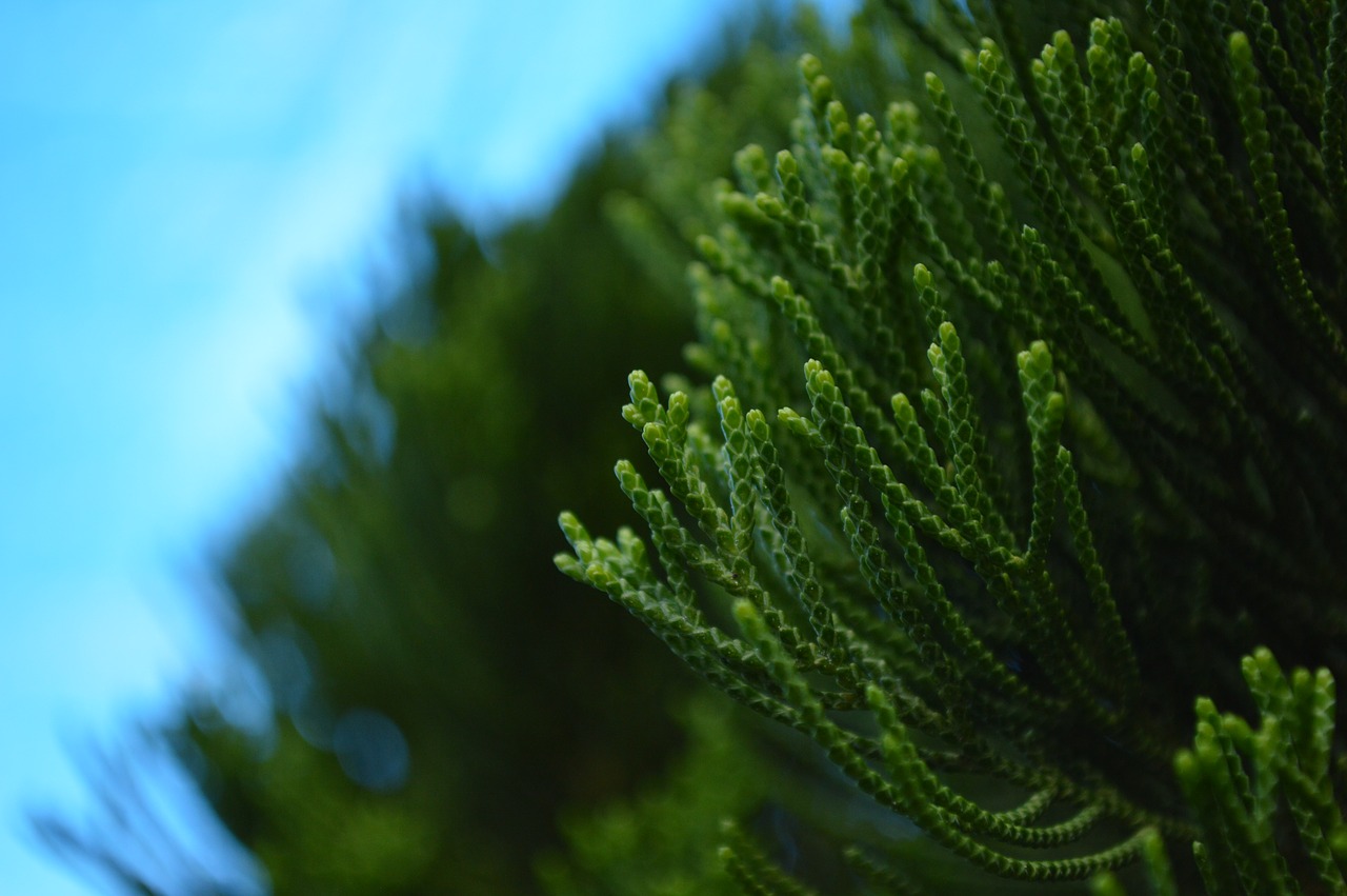 Plant forms.