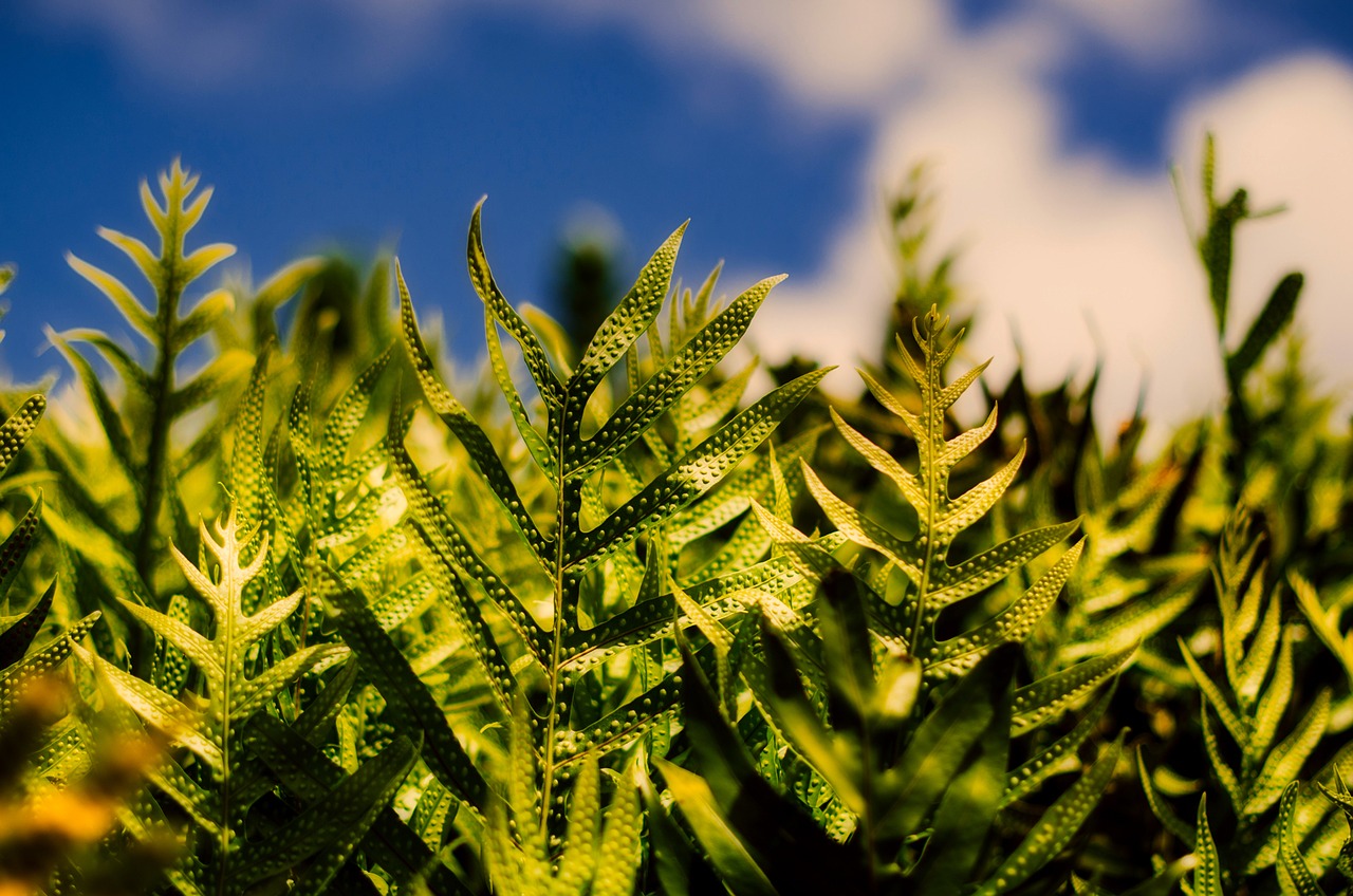 plants macro closeup free photo