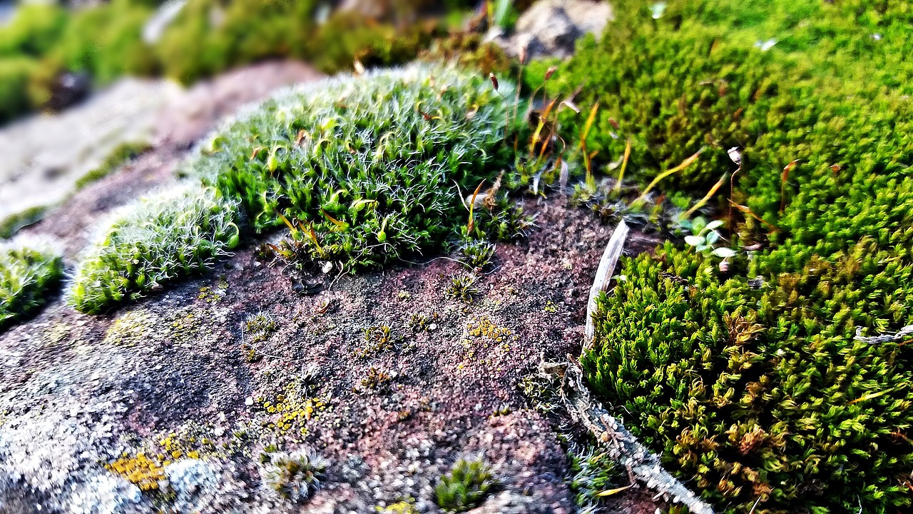 plants moss nature free photo