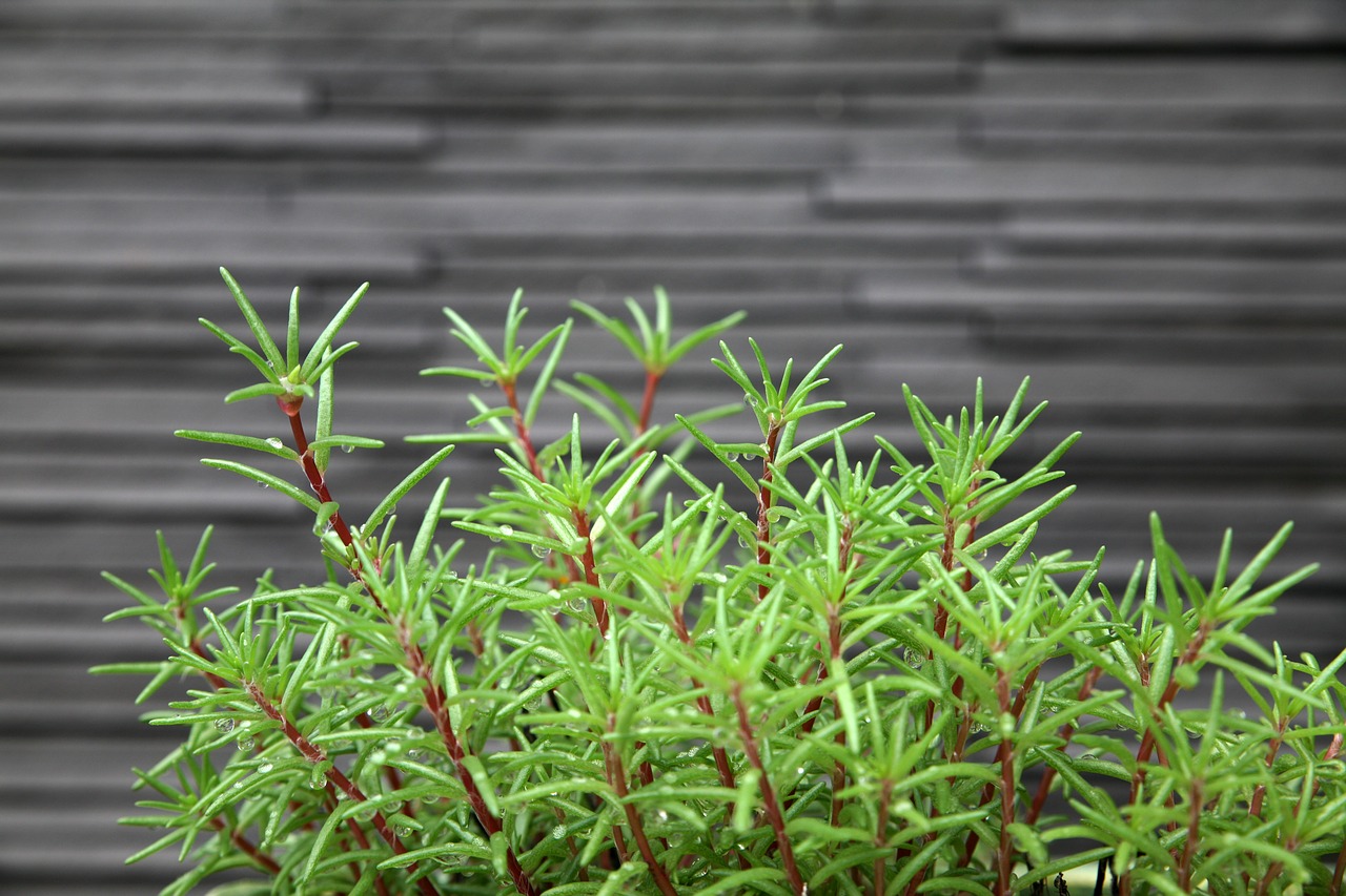 plants weeds wall free photo