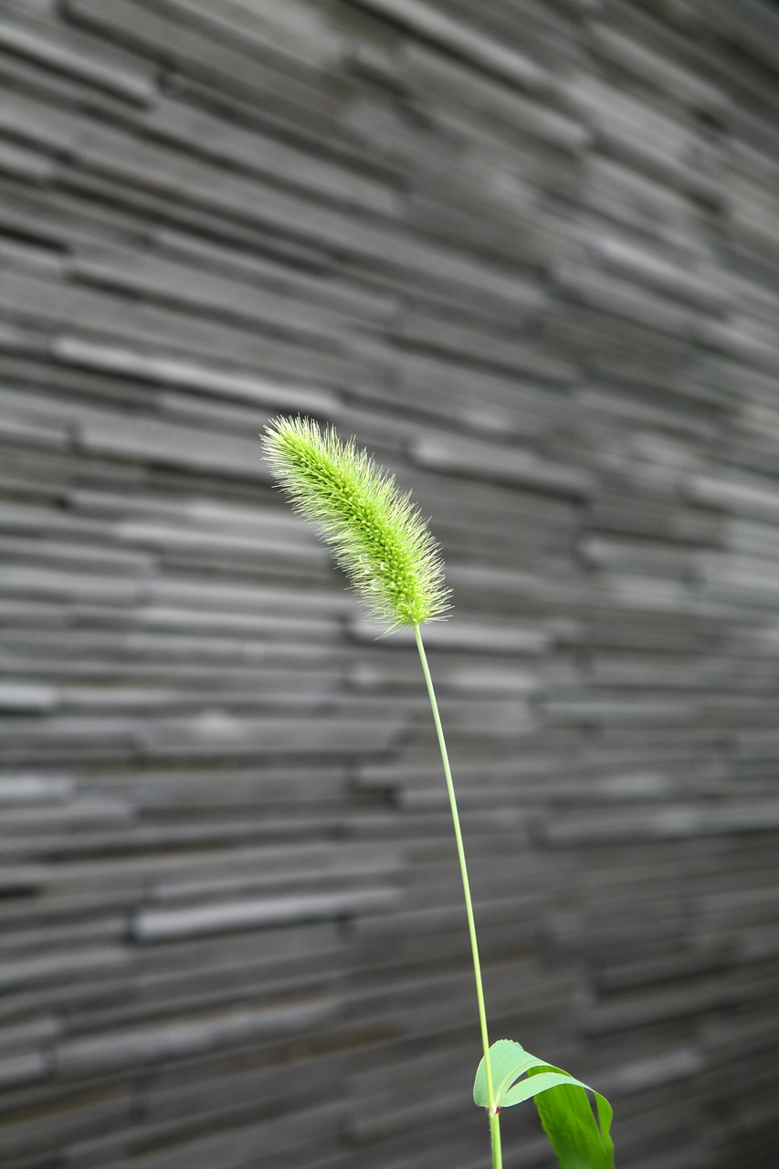 plants weeds wall free photo