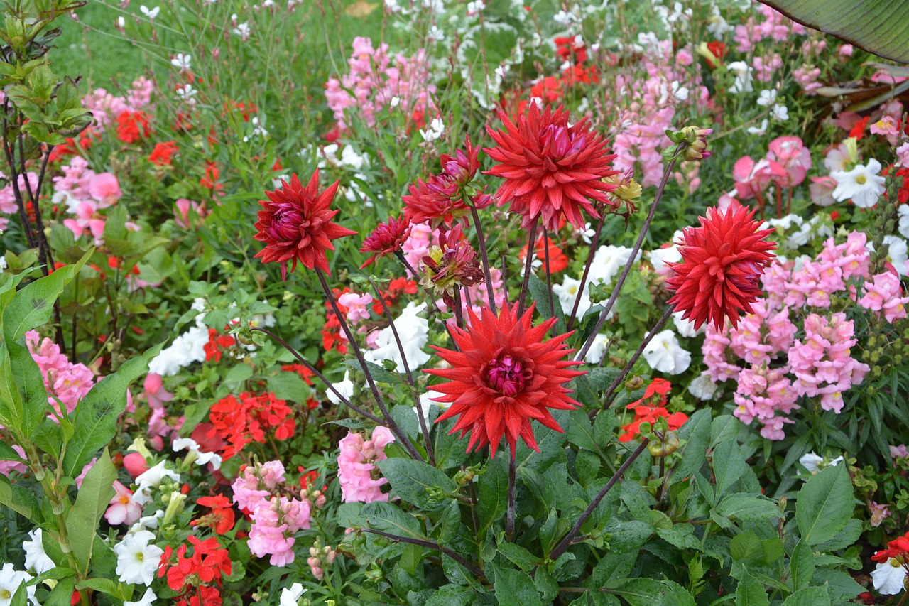 plants massif garden free photo