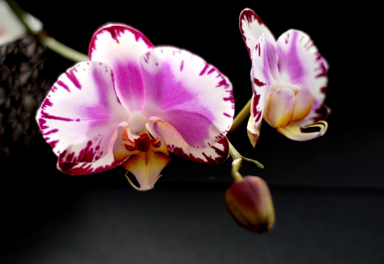 plants flowers orchid free photo