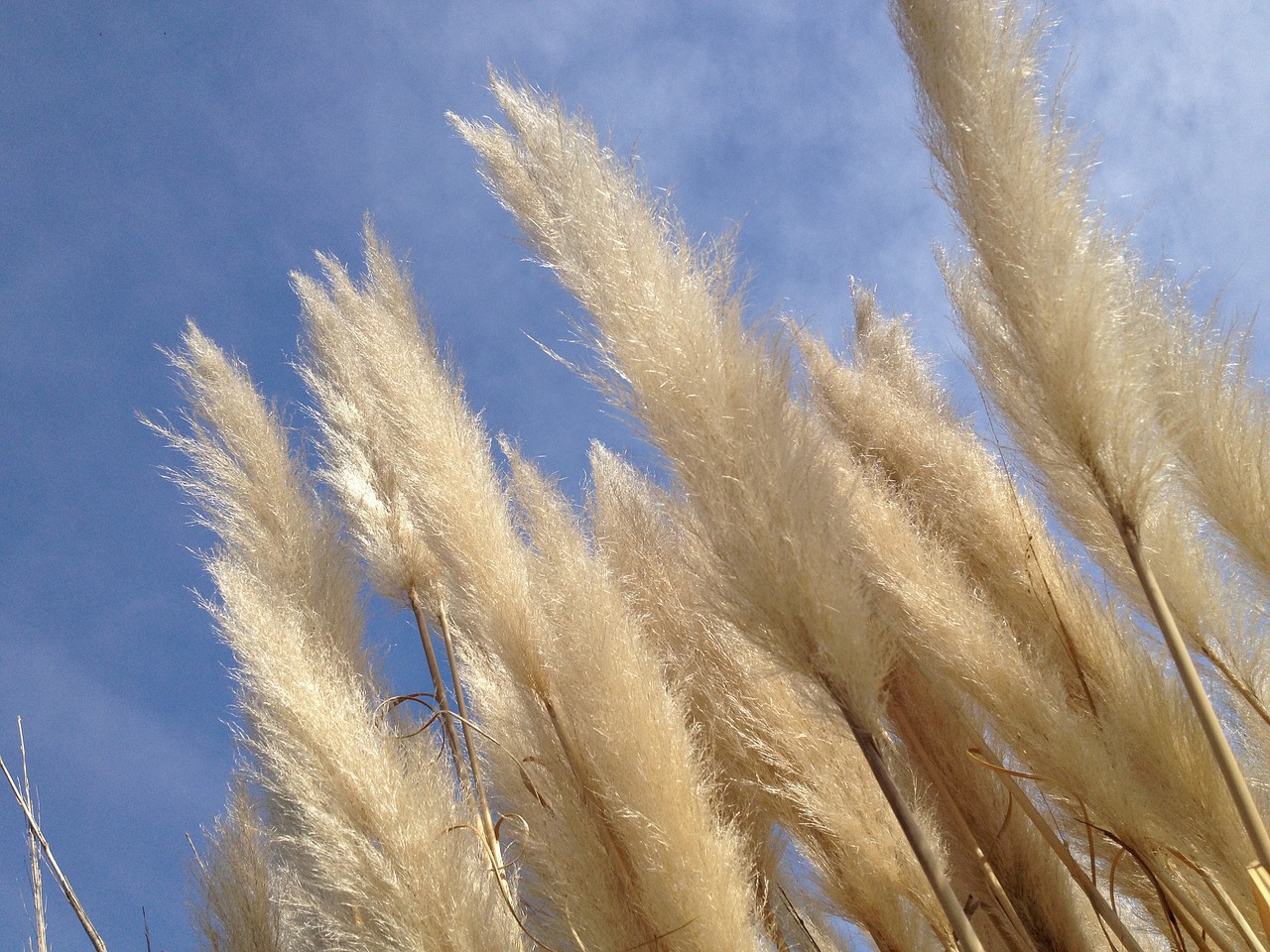 plants sky nature free photo