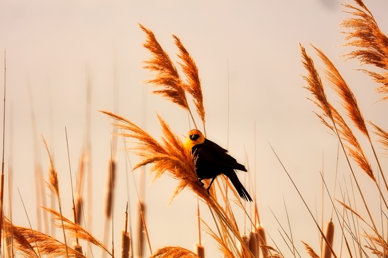 plants bird wildlife free photo