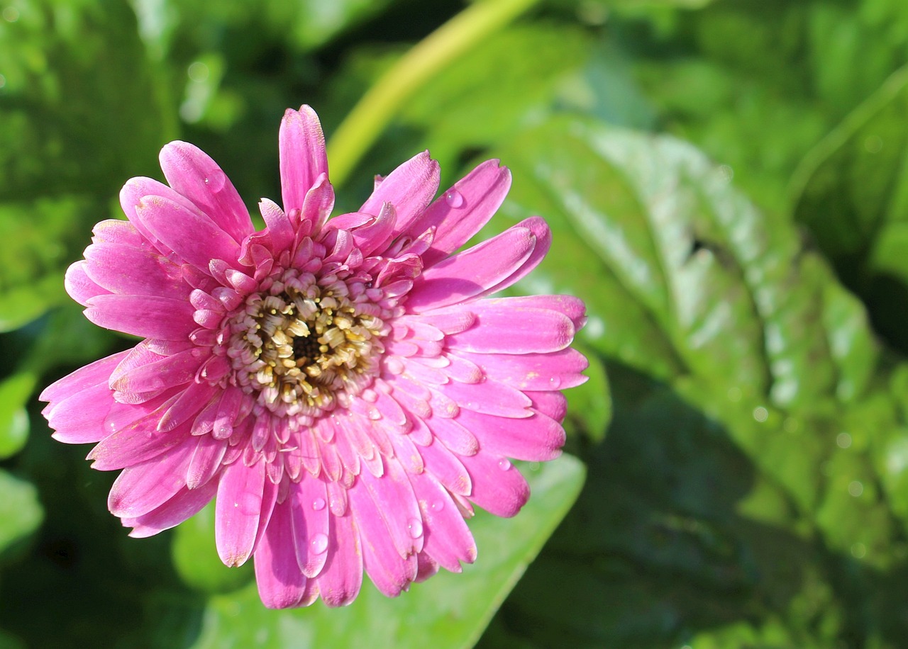 plants flower gerbera free photo