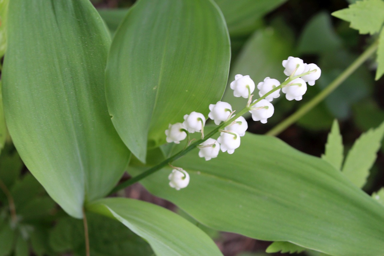 plants flower lily of the valley free photo