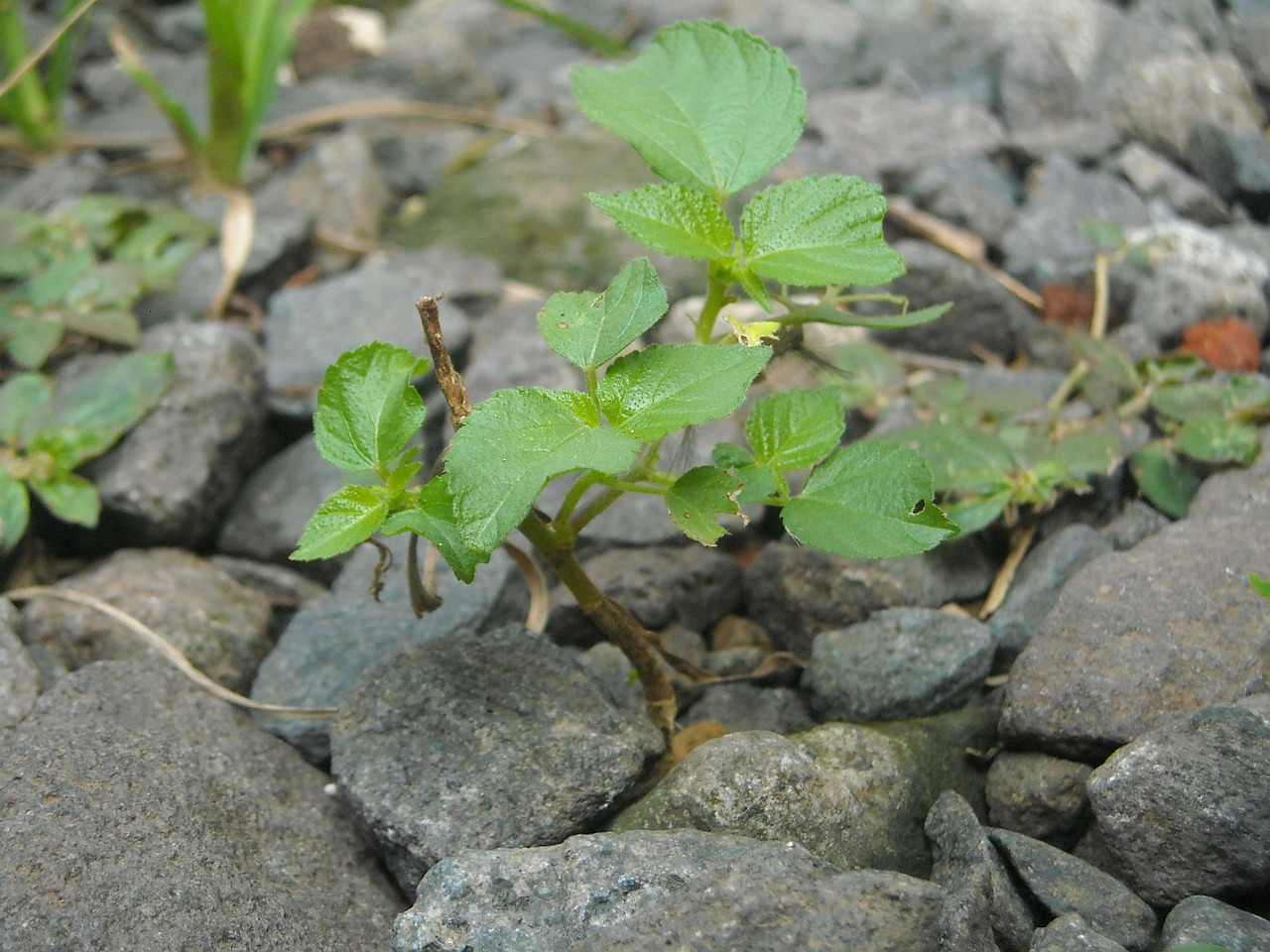 plants fruit paul keres free photo