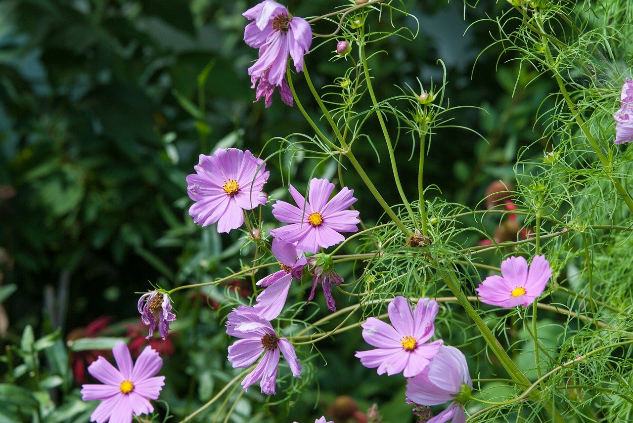 plants nature flower free photo