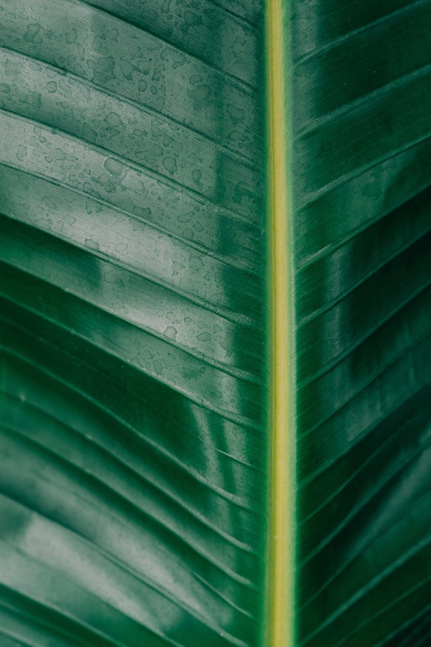 plants banana leaves free photo