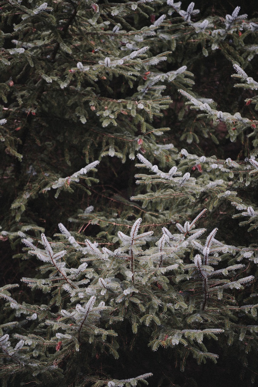 plants trees pine free photo