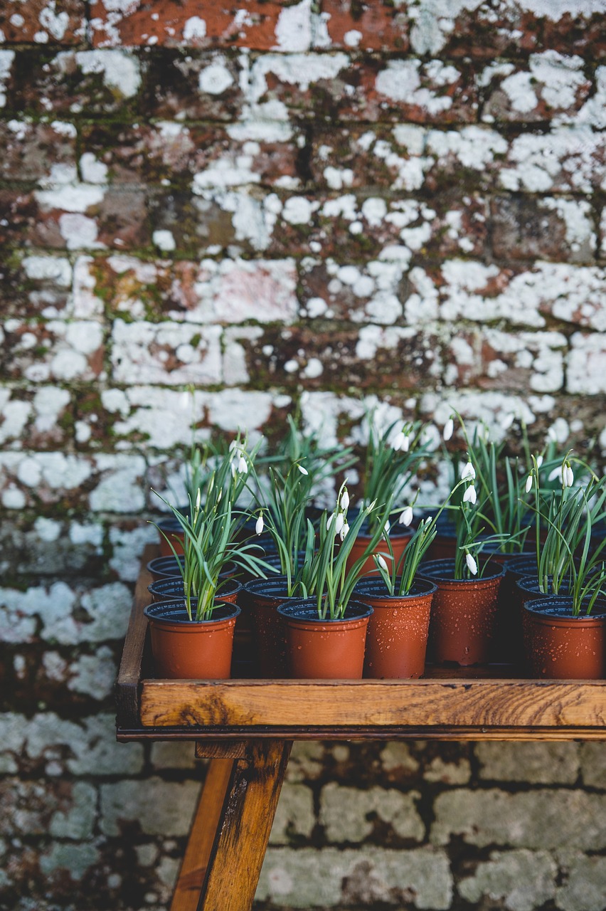 plants flower tulips free photo