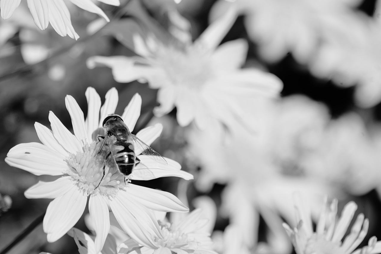 plants flower petals free photo