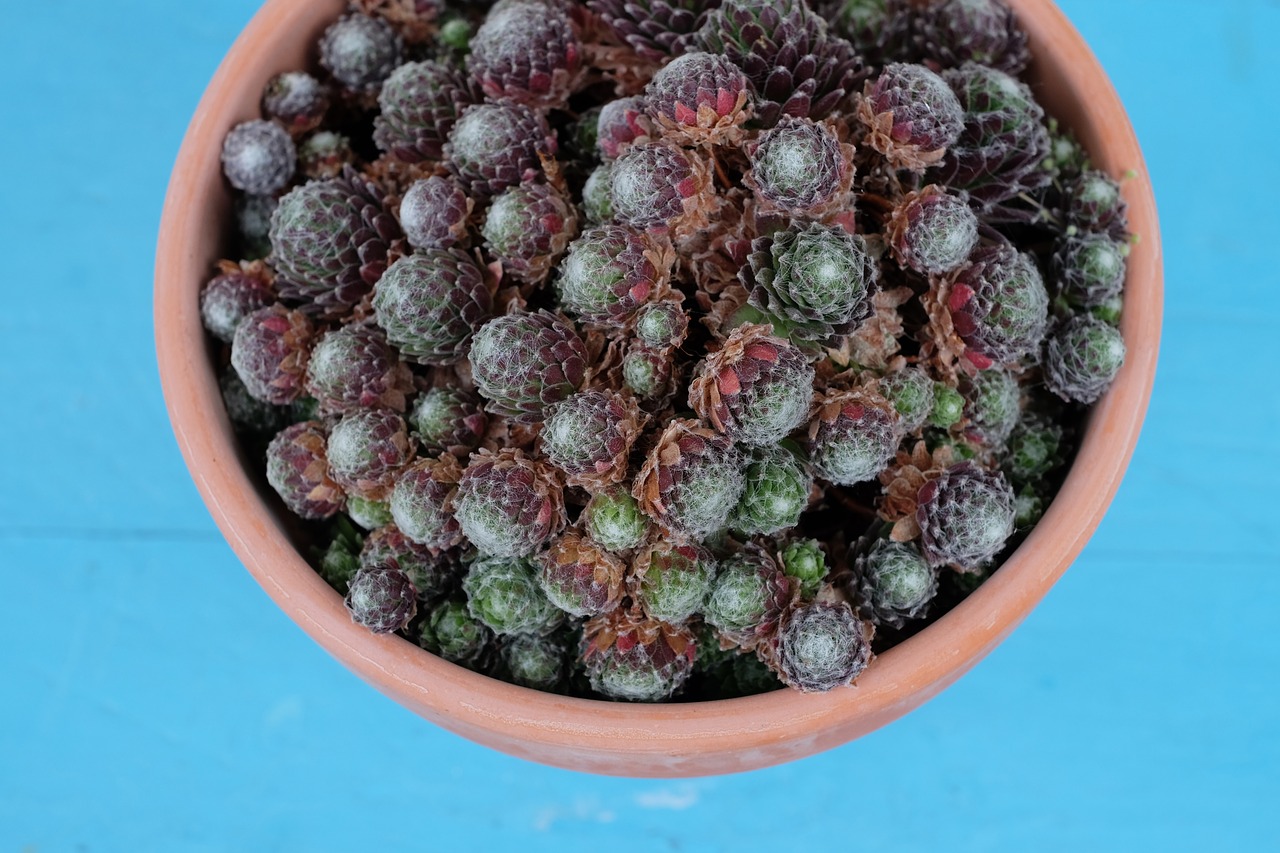 plants vase blue free photo