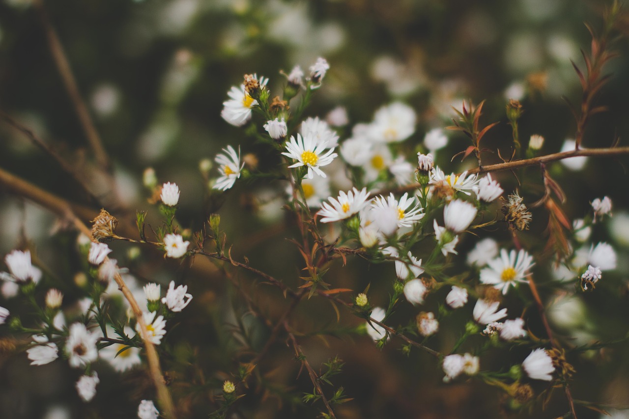 plants flowers garden free photo