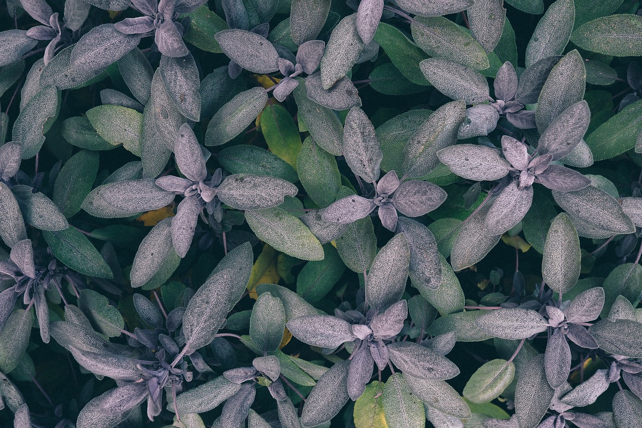 plants leaves garden free photo