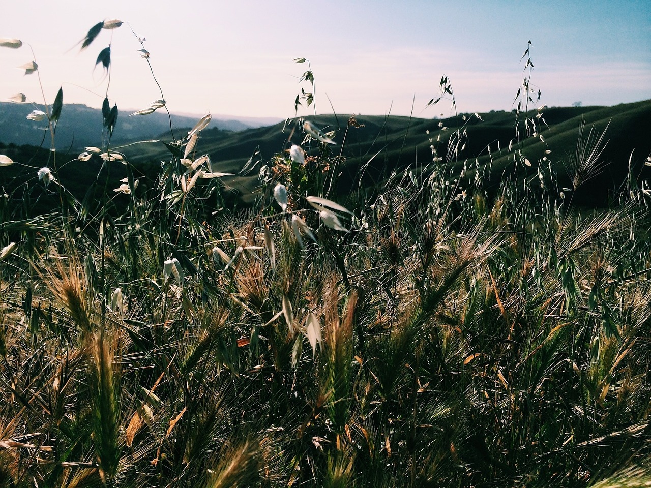 plants field mountains free photo