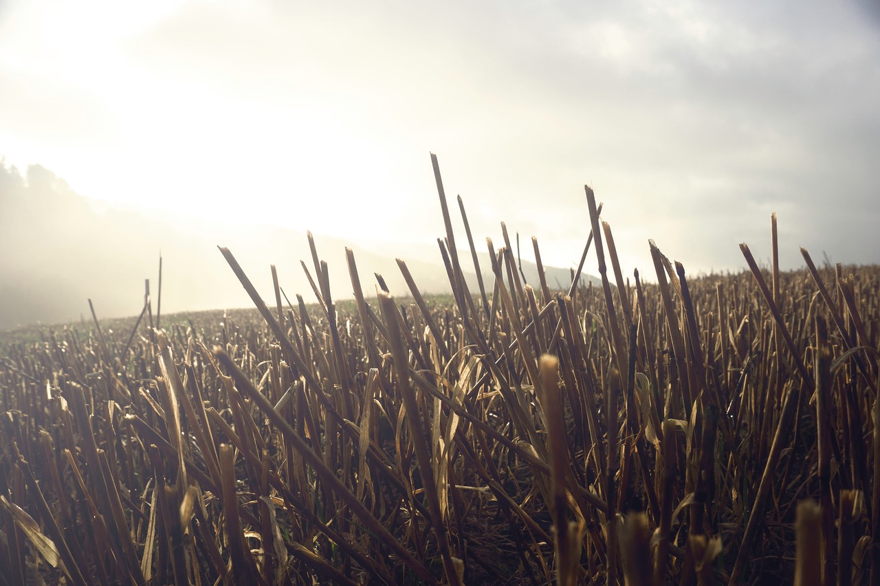 plants field nature free photo