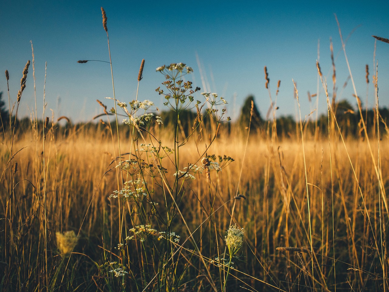 plants field grass free photo