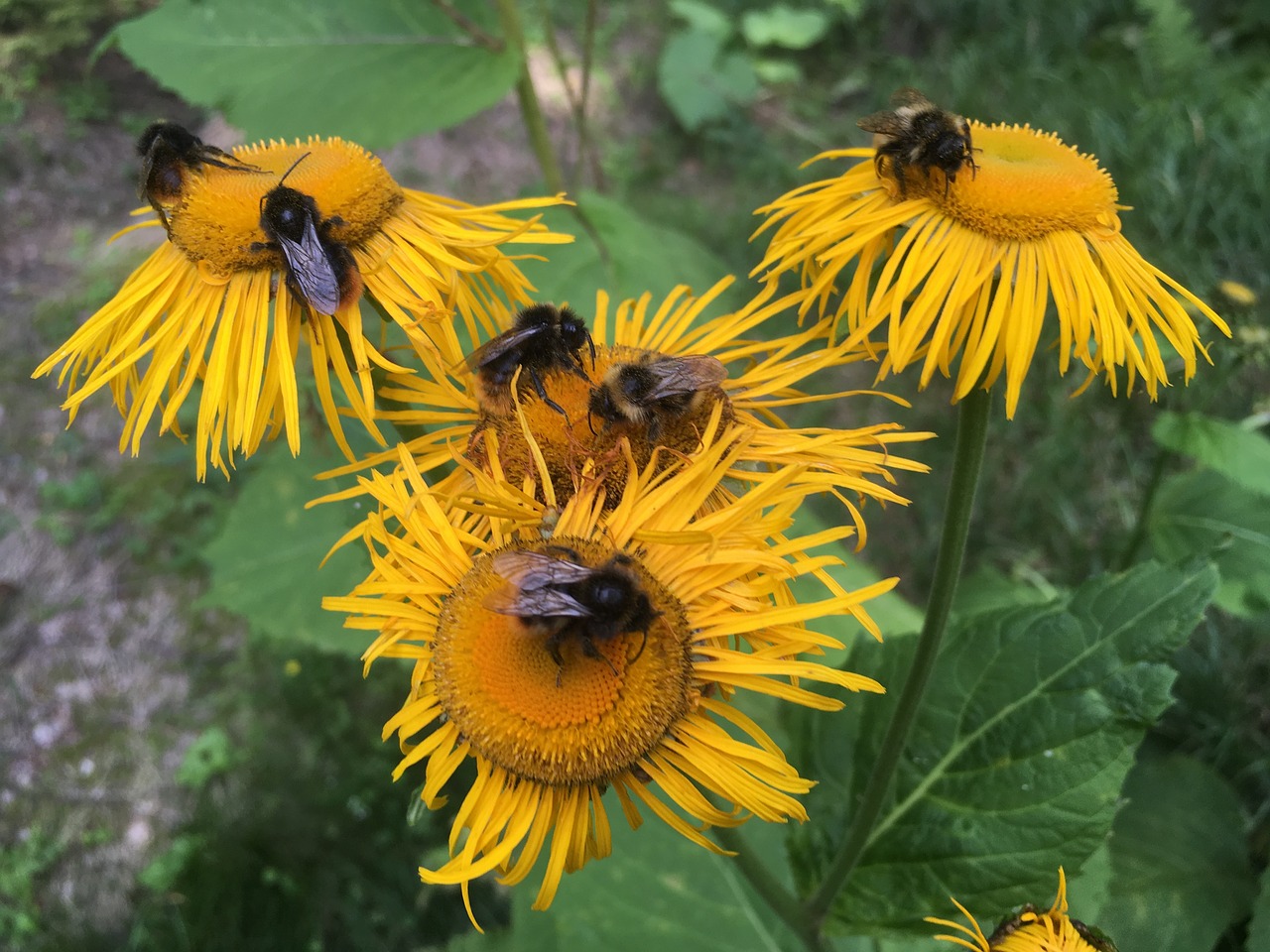 plants flowers insect free photo