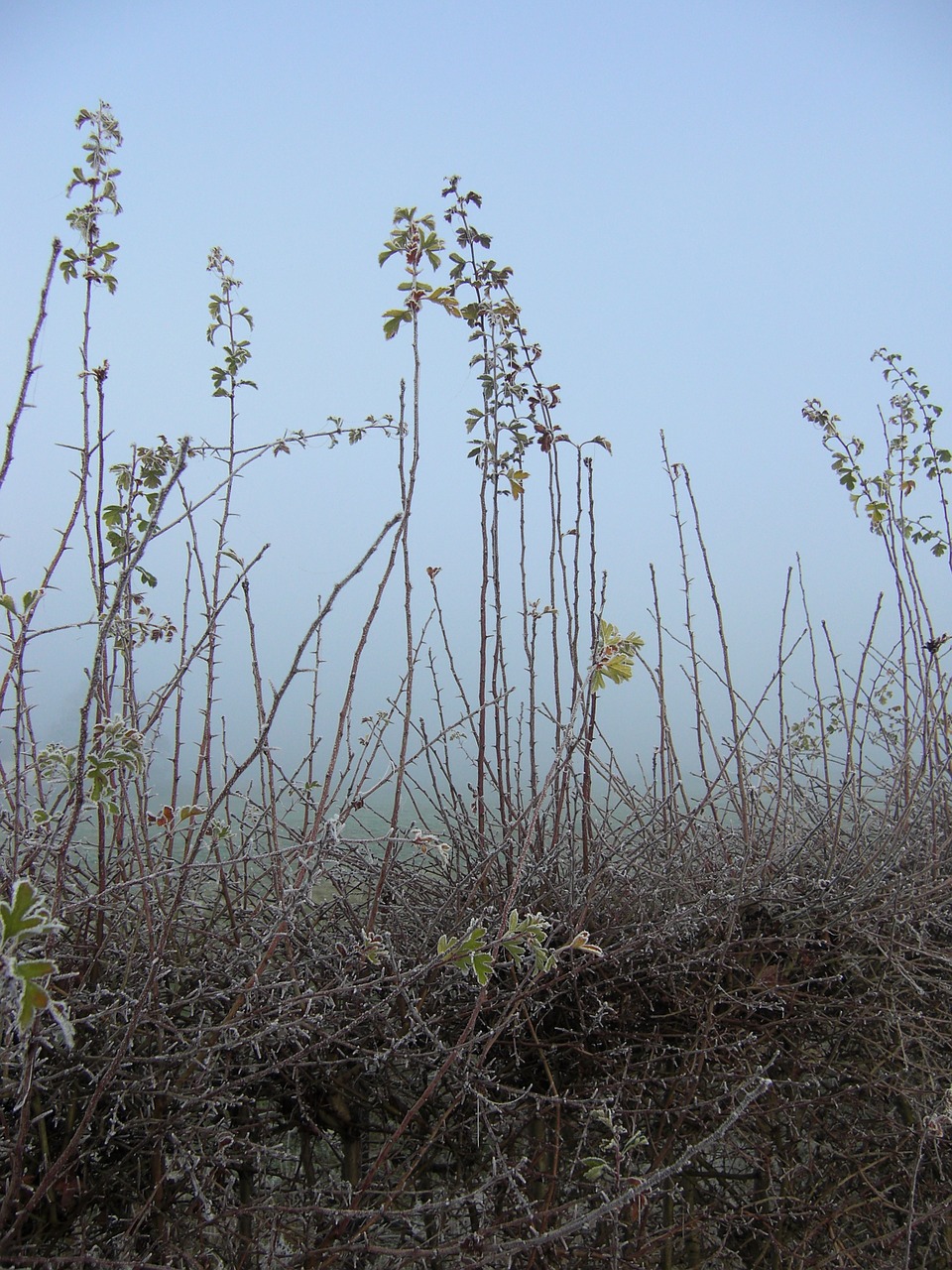 plants dew freezing free photo