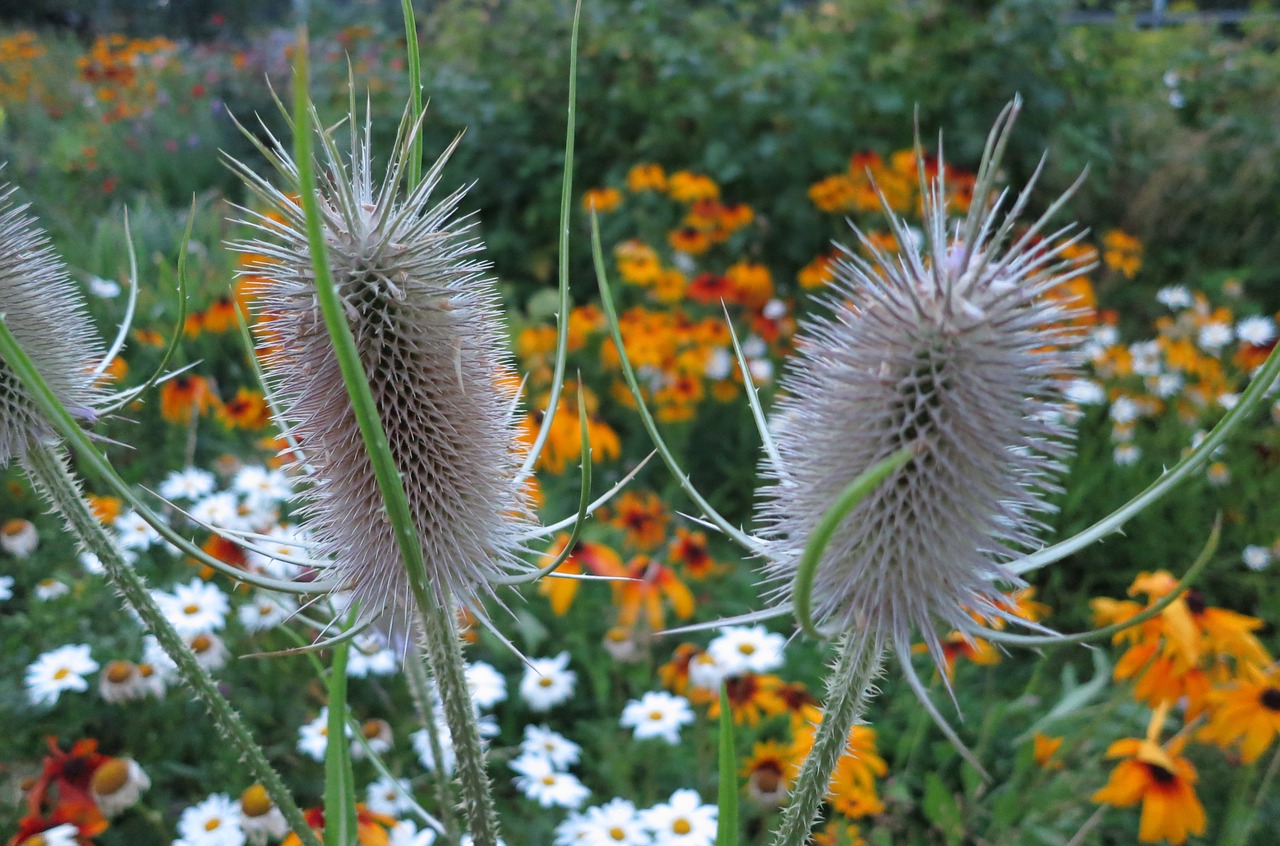 plants closeup summer free photo