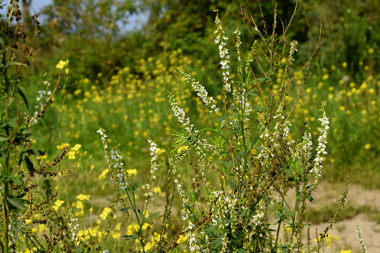 plants nature shore free photo