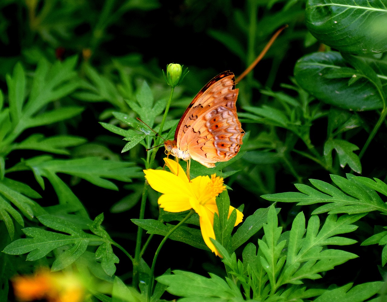 plants green flowers free photo