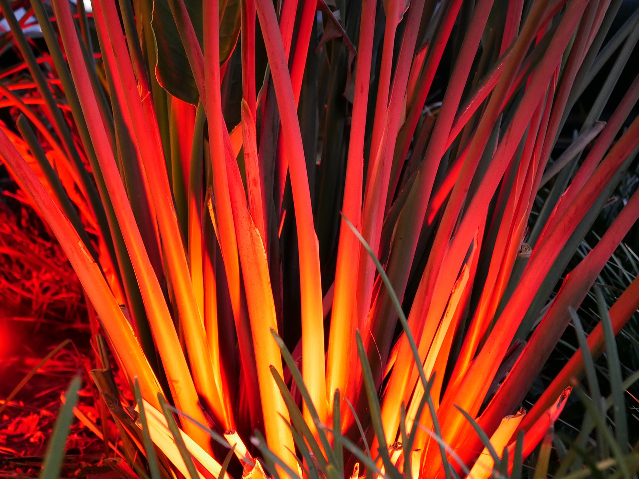 plants red bright free photo