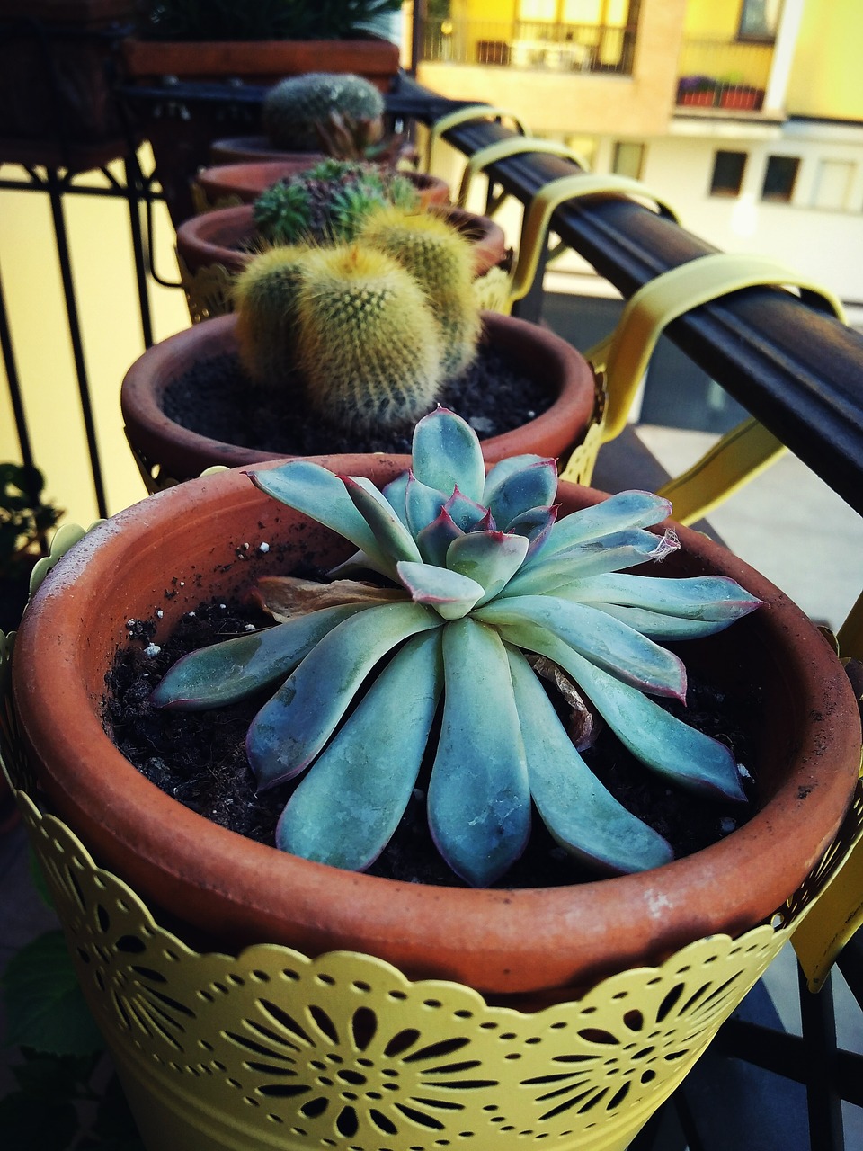 plants yellow summer free photo