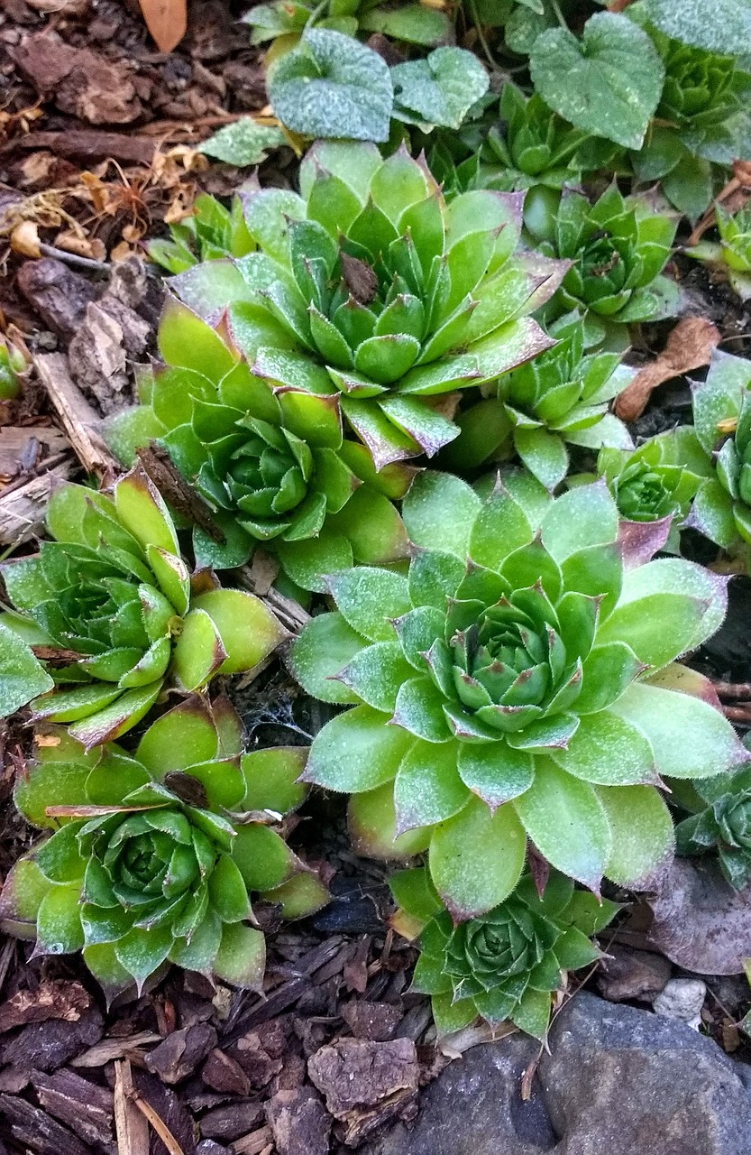 plants succulent succulents free photo