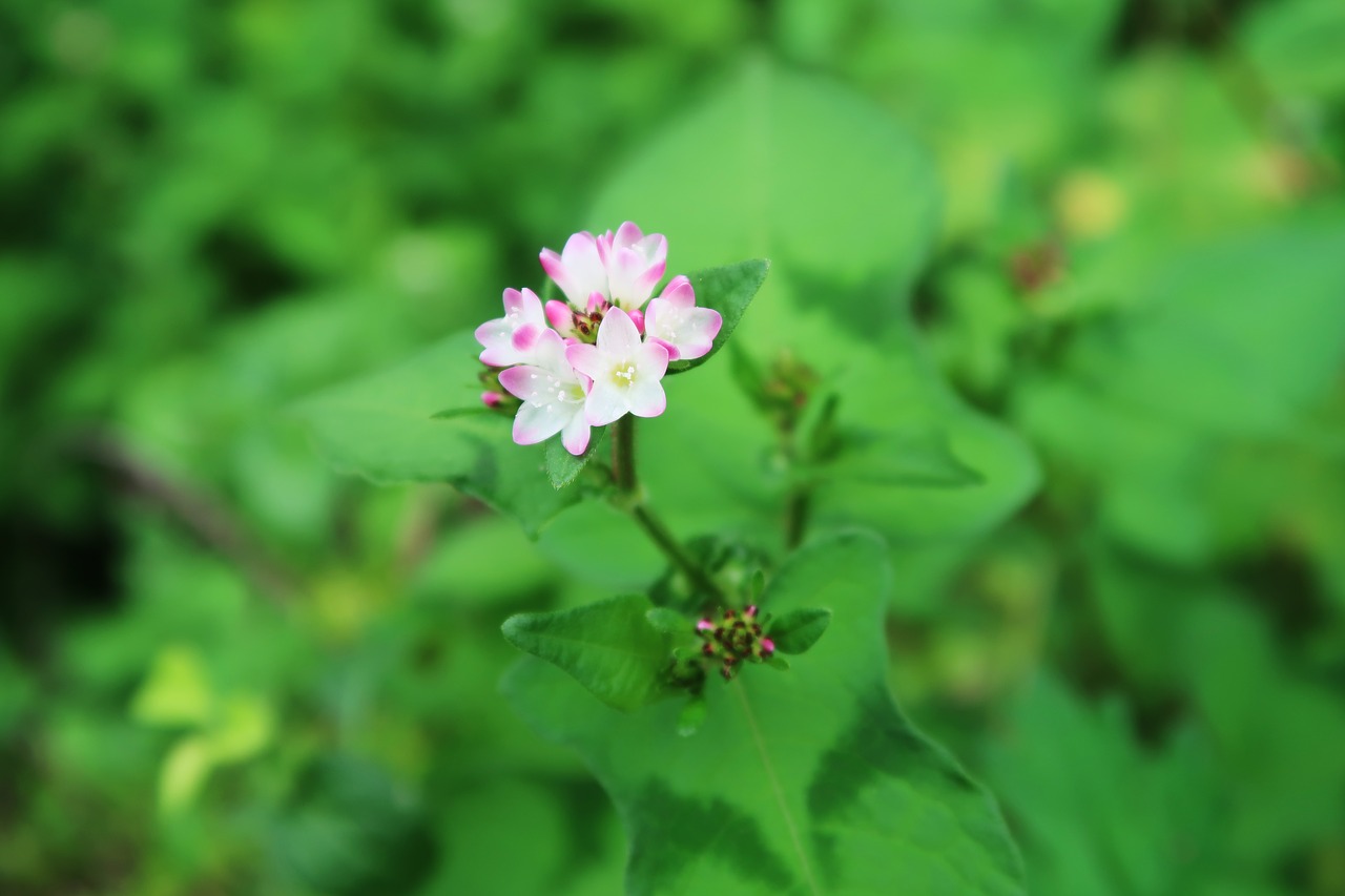 plants green flowers free photo